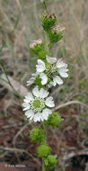 Слика од Hemizonia congesta subsp. clevelandii (Greene) Babc. & H. M. Hall