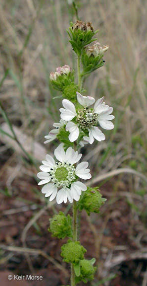 Image of hayfield tarweed