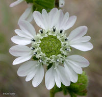 Слика од Hemizonia congesta subsp. clevelandii (Greene) Babc. & H. M. Hall