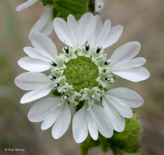 Image of hayfield tarweed