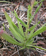 Image of hayfield tarweed