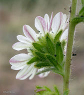 Image of hayfield tarweed