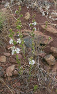 Image of hayfield tarweed