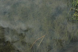 Image of Swaying bulrush