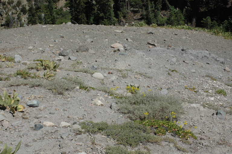 Image of Donner Pass buckwheat