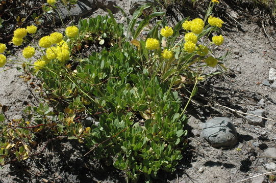 Image of Donner Pass buckwheat