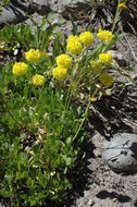 Image of Donner Pass buckwheat