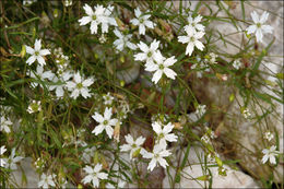 Image of <i>Silene pusilla</i>