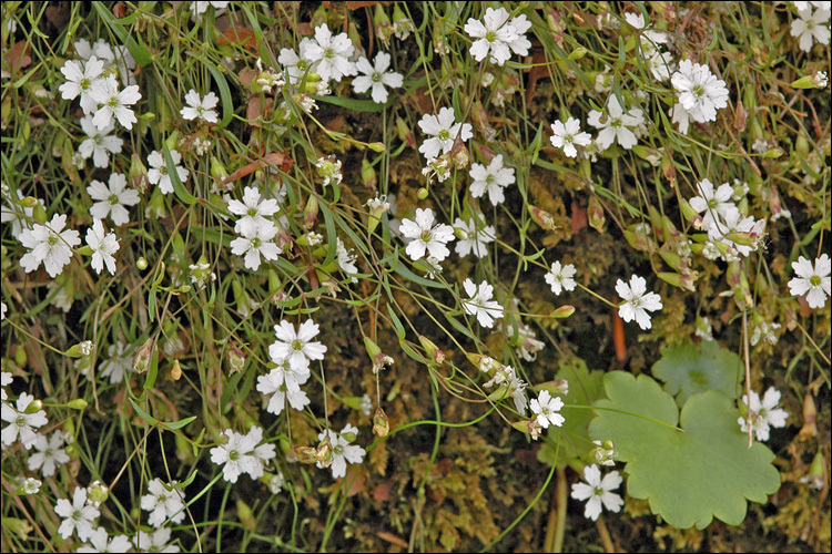 Image of <i>Silene pusilla</i>