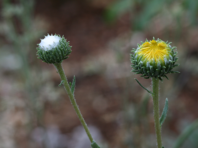 Grindelia hirsutula Hook. & Arn.的圖片