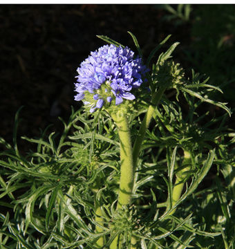 Image of bluehead gilia