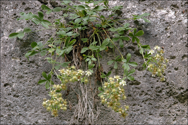 Image of Potentilla caulescens L.