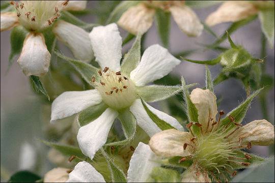 Image of Potentilla caulescens L.