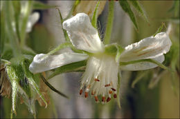 Image of Potentilla caulescens L.