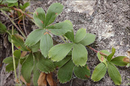 Слика од Potentilla caulescens L.