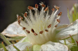 Image of Potentilla caulescens L.