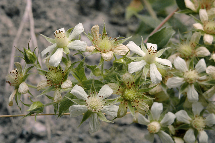 Image of Potentilla caulescens L.