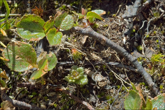 Image of snowbed willow