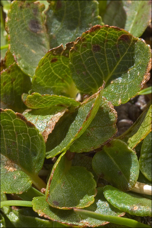 Image of snowbed willow