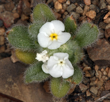 Слика од Plagiobothrys kingii (S. Wats.) A. Gray