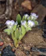 Image de Phacelia curvipes Torr. ex S. Wats.