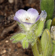 Image de Phacelia curvipes Torr. ex S. Wats.