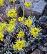 Imagem de Eriogonum caespitosum Nutt.