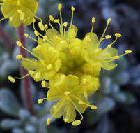 Imagem de Eriogonum caespitosum Nutt.