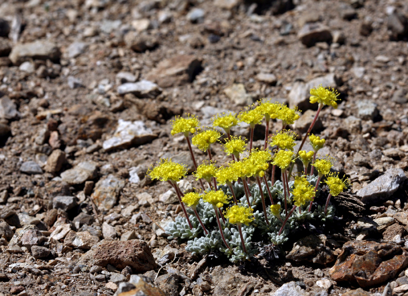 Imagem de Eriogonum caespitosum Nutt.