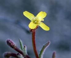 Image of little wiry suncup