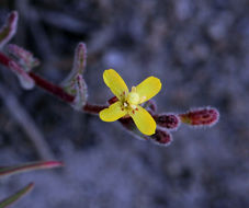 Image of little wiry suncup