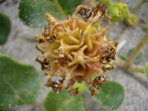 Image of coastal sand verbena