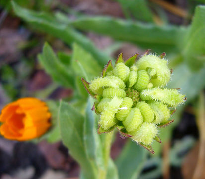 Image of field marigold