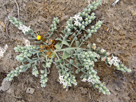 Image of spreading alkaliweed