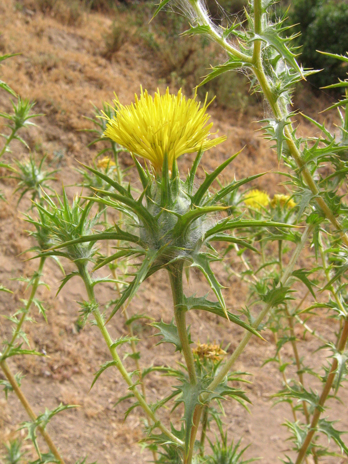 Carthamus lanatus L. resmi