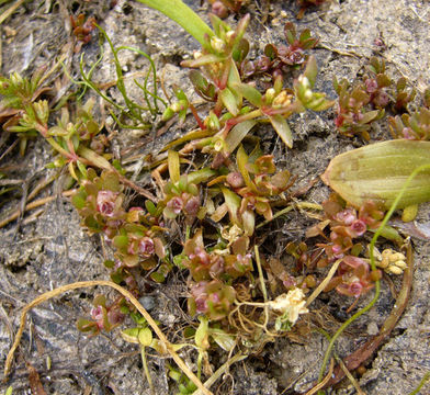 Image of Red-Stem Waterwort