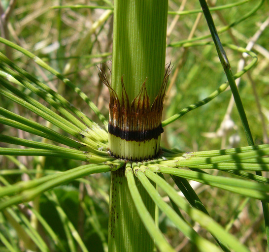 Image of giant horsetail