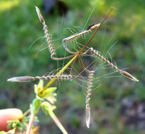 Imagem de Erodium botrys (Cav.) Bertol.