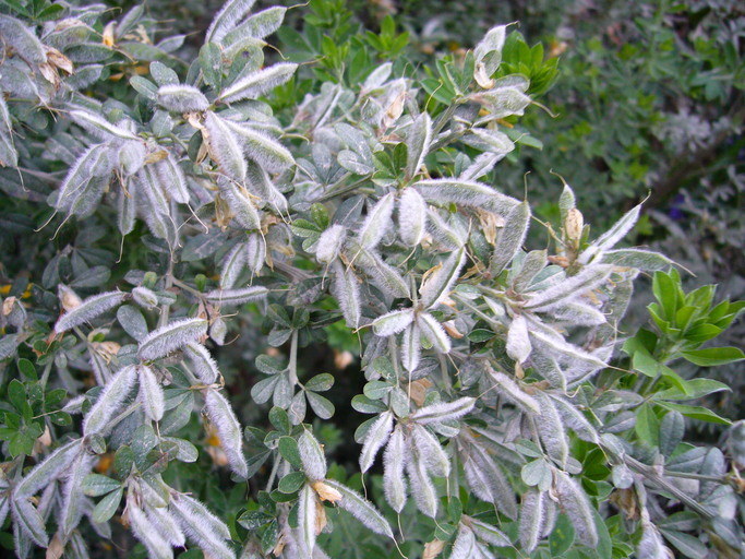 Image of French broom