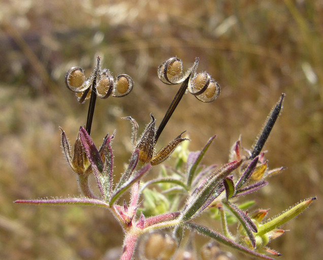 Imagem de Geranium dissectum L.