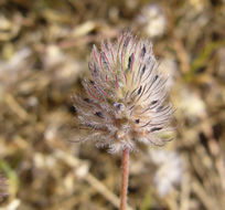 Sivun Trifolium albopurpureum Torr. & A. Gray kuva