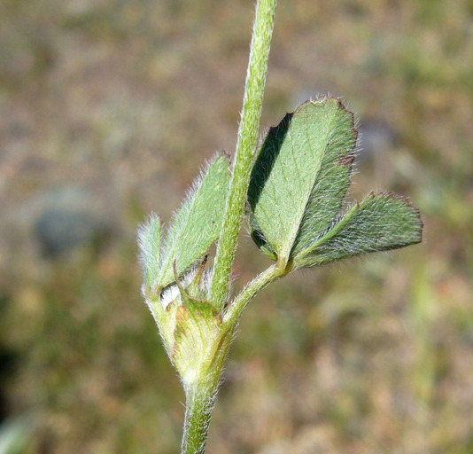 صورة Trifolium albopurpureum Torr. & A. Gray