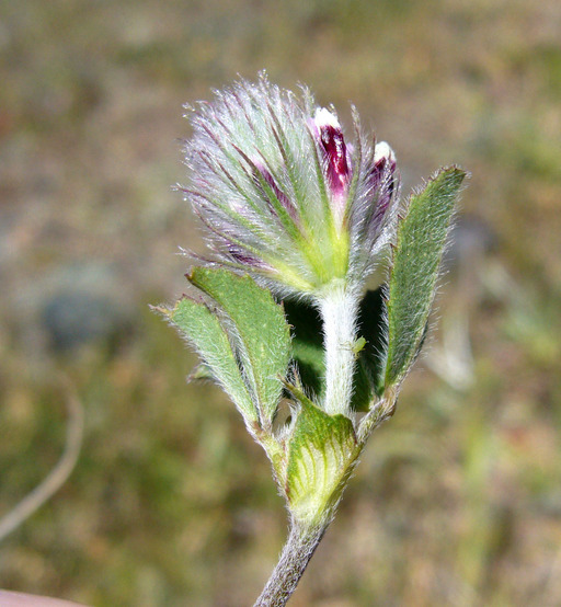 صورة Trifolium albopurpureum Torr. & A. Gray