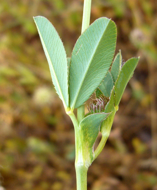 Слика од Trifolium ciliolatum Benth.