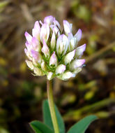 Слика од Trifolium ciliolatum Benth.