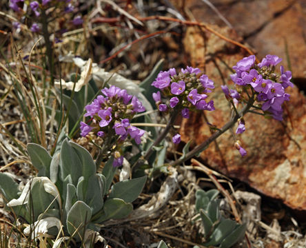 Image of wallflower phoenicaulis