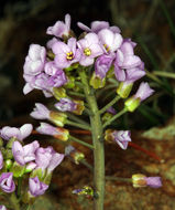 Image of wallflower phoenicaulis