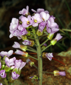 Image de Phoenicaulis cheiranthoides Nutt.