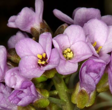 Image of wallflower phoenicaulis