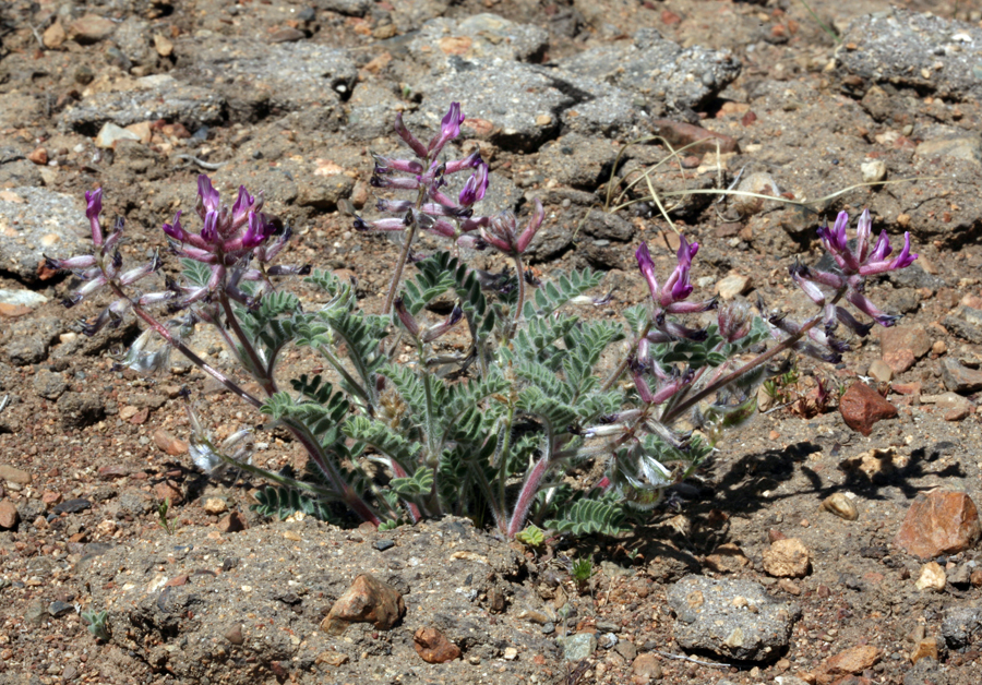 Imagem de Astragalus malacus A. Gray